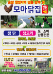 모아닭집