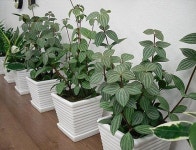 행복한블루밍공인중개사사무소