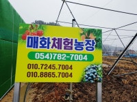 친환경 매화농장