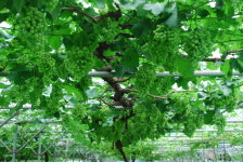 풍취병학대추농장