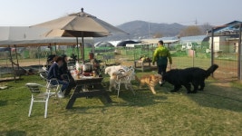 두산이네애견샵