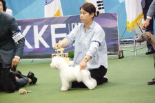 순천국제애견미용학원
