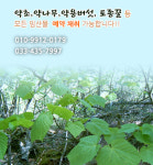 토종약초