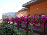 도깨비체리농장