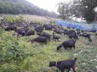 행복한농장 상복동 흑염소