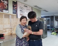 더독스 강아지분양 서울