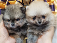 안산 요미독앤캣 강아지분양 고양이분양