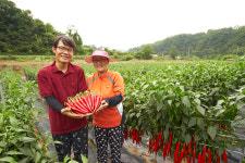 와이디팜