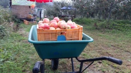 Sons orchard 한우물농원
