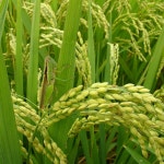 예랑햇살농장 스마트팜 유통