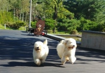 꼬똥사파이어
