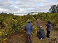 삼정감귤체험농장