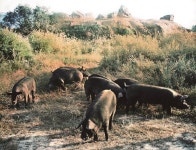 봉서방지리산흑돼지 미아점