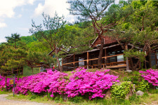 로뎀나무