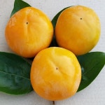 문산현이네농장