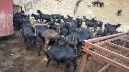 상수농원 흑염소