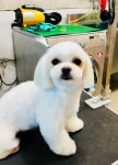 빙고 애견카페