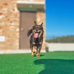 애견카페왕 애견유치원,애견호텔