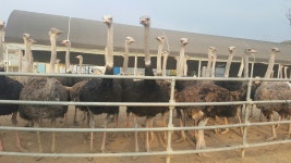 행복한타조농장 농촌교육농장