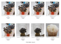 영농조합법인 영인팜