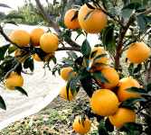 옥이네감귤농장