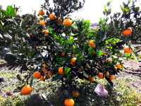 옥이네감귤농장