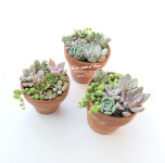 영남꽃농원