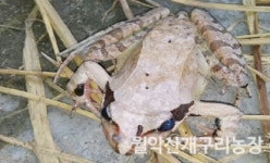 월악산개구리농장