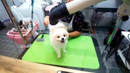 욜로오개