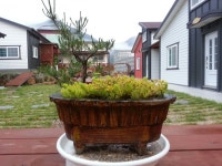 황금부엉이펜션 식당