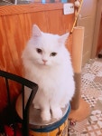 양이양이