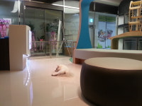 오션시티동물병원