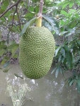 한베식당