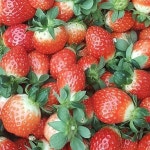 더드림딸기체험농장