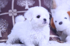 독스캣강아지고양이 수원점
