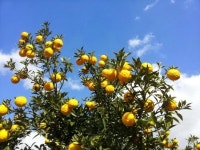 고흥명품유자농원