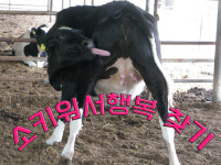 청와대목장