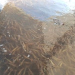 본섬조개마을 본점