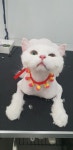 이층집고양이