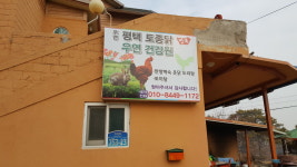 평택토종닭
