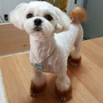 미모아애견