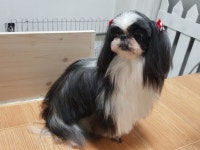 미모아애견