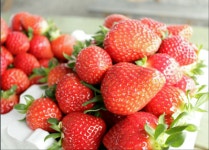 송촌호반딸기체험농장