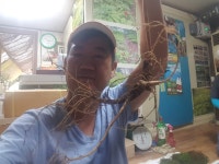 지렁골산양삼농원