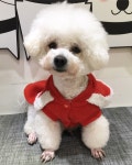 멍뭉몽애견카페&미용