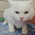 고양이미용연구소