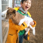 분홍염소
