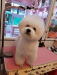 러블리하개