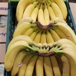 반딧불청과