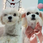 쁘띠몽펫샵